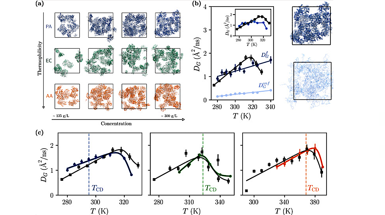 Cytoplasmic Fluidity And The Cold Life: Proteome Stability Is Decoupled From Viability In Psychrophiles