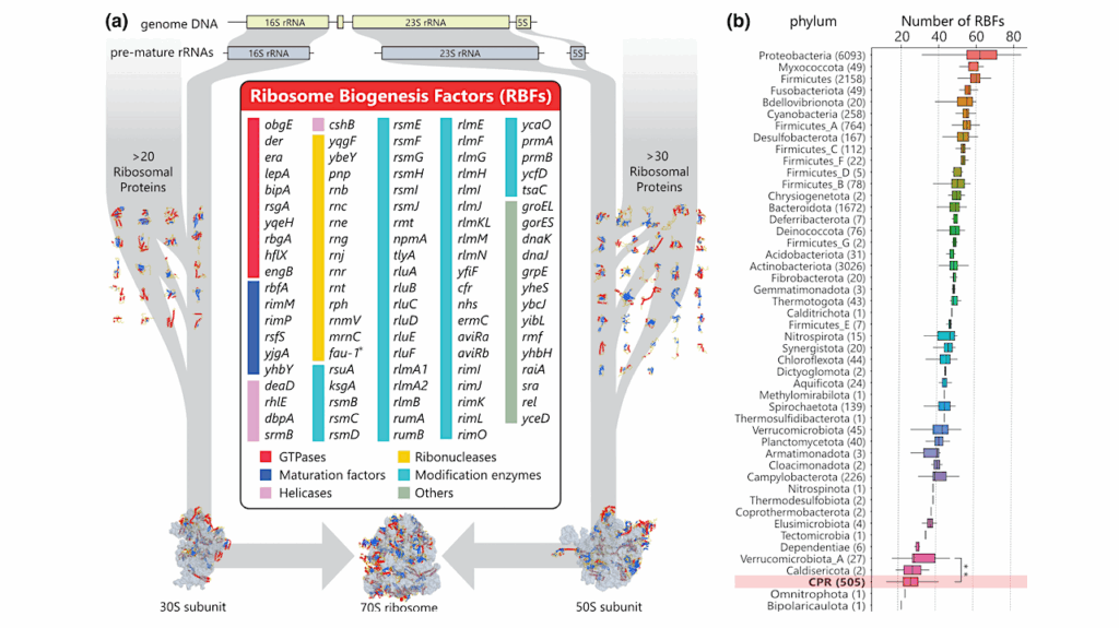 Evolutionary Flexibility of Ribosome Biogenesis in Bacteria