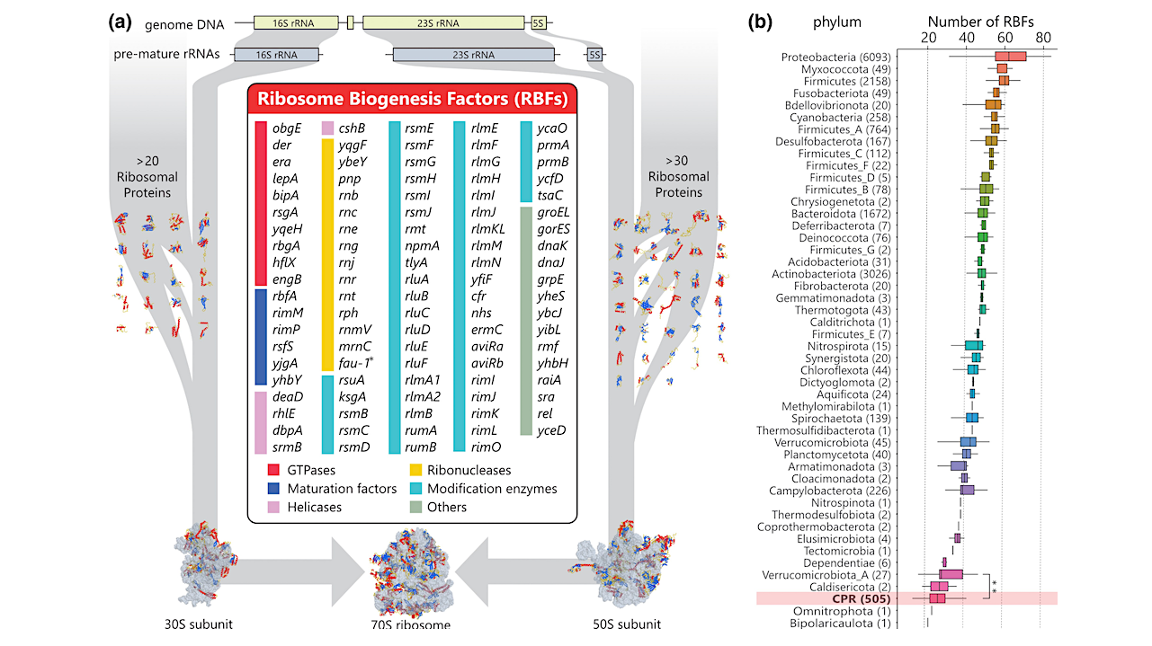 Evolutionary Flexibility of Ribosome Biogenesis in Bacteria