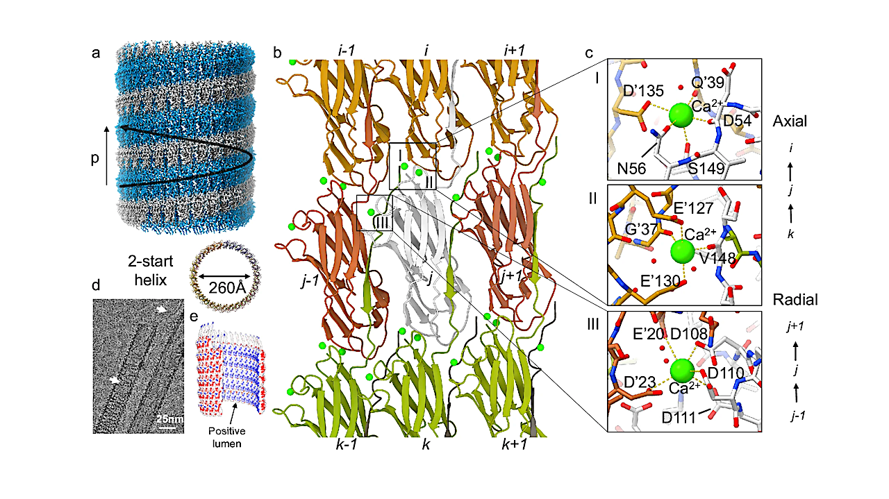 Extreme Engineering – Unlocking Design Secrets of Deep-sea Microbes