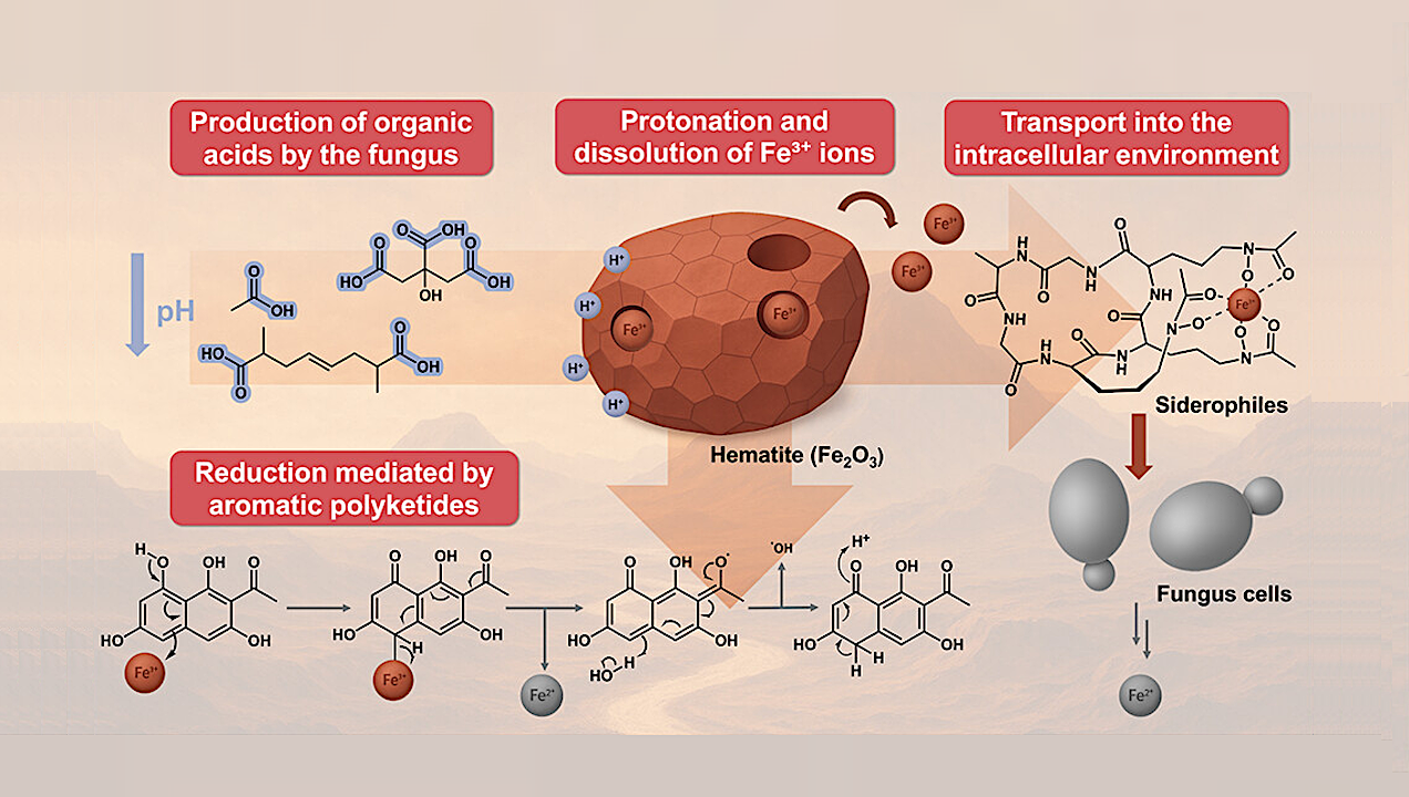 Fungal–Mineral Interaction: Astrobiology Insights from Iron-Rich Mineral Alteration by an Extremophile Black Fungus