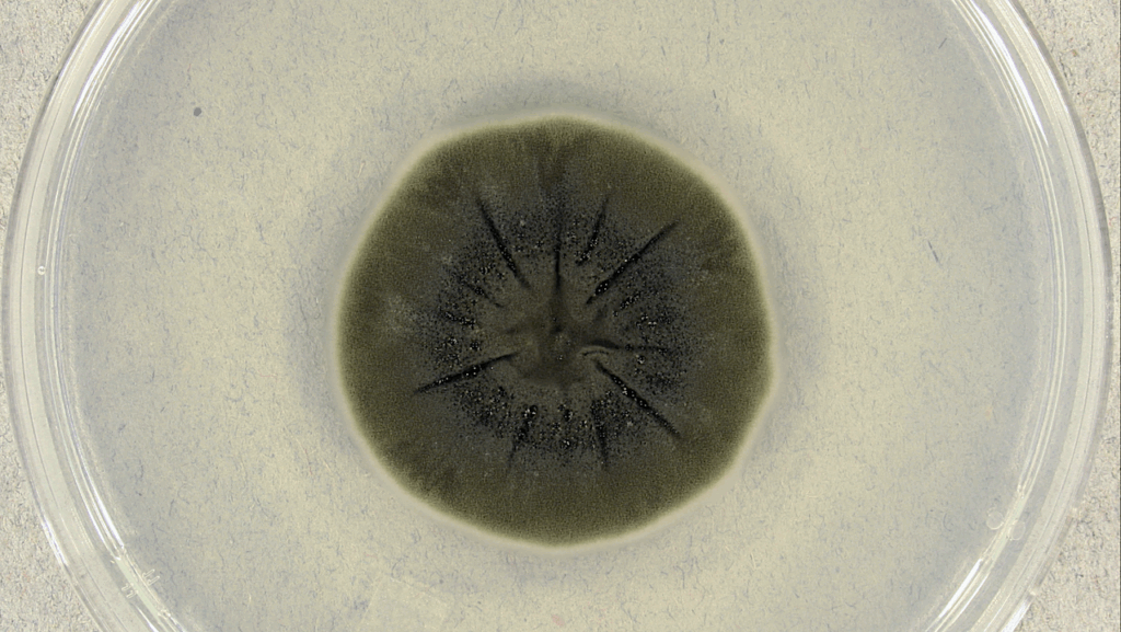Fungi From Chernobyl: Mycobiota Of The Inner Regions Of The Containment Structures Of The Damaged Nuclear Reactor