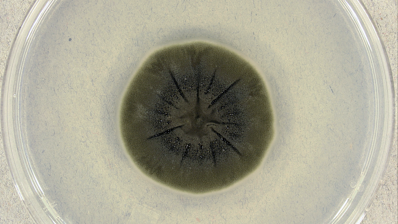 Fungi From Chernobyl: Mycobiota Of The Inner Regions Of The Containment Structures Of The Damaged Nuclear Reactor