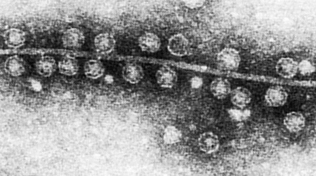 Impact Of Simulated Microgravity In Short-term Evolution Of An RNA Bacteriophage