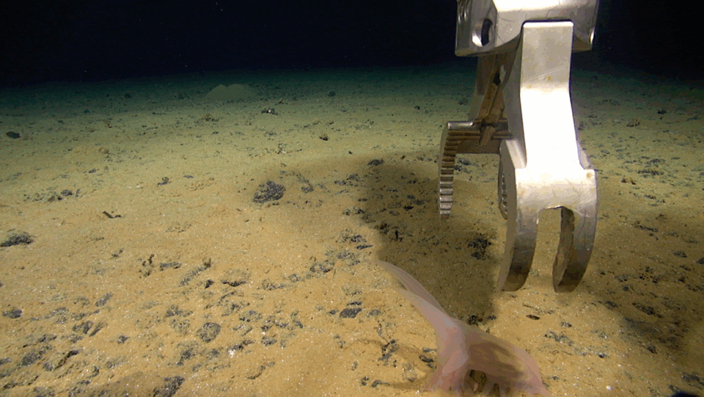 New Deep-sea Species Discovered During Mining Test At 4,000 Meters
