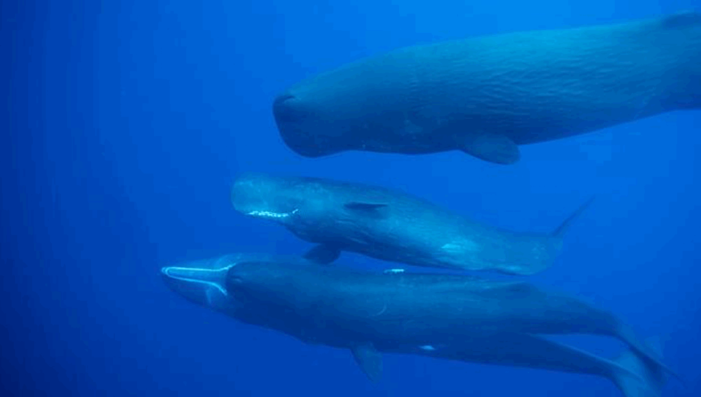 SETI/CETI Tricorder Tech: Tapping Into Whale Talk