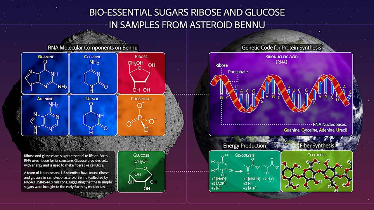 Sugars And Stardust Found In NASA’s Asteroid Bennu Samples