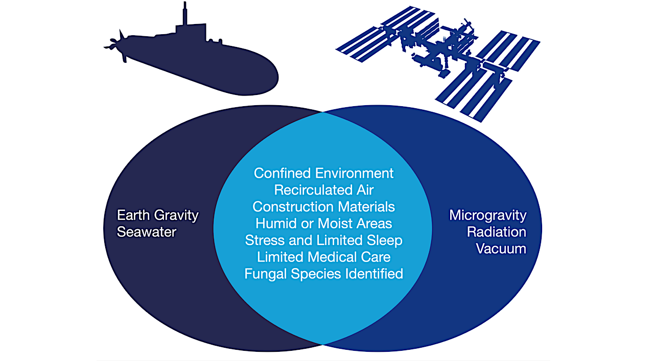 mGem: Submarine Mycology — An Analog To Astromycology