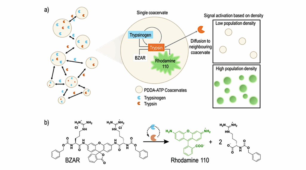 A Gene-Free Minimal System for Synthetic Quorum Sensing in Protocell Communities