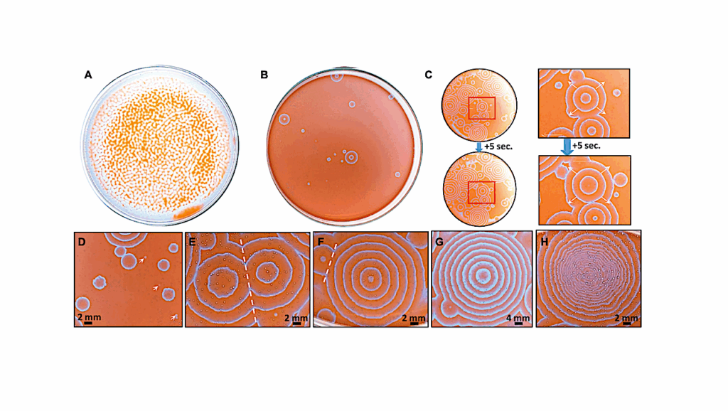 Authigenic Biosignatures Of Microbial Biomass Preserved As Carbonate Ooids Formed By Abiotic Chemically Oscillating Reactions Throughout Earth History