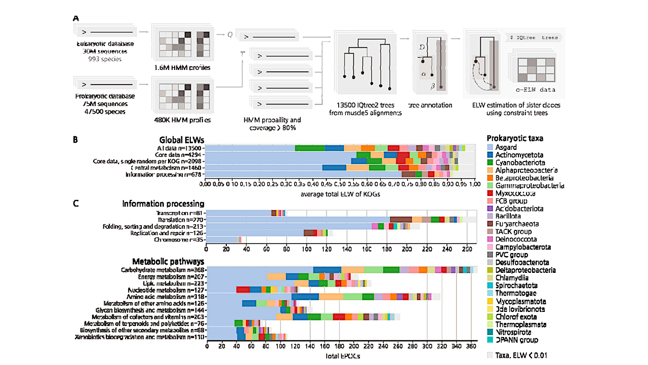 Dominant Contribution Of Asgard Archaea To Eukaryogenesis