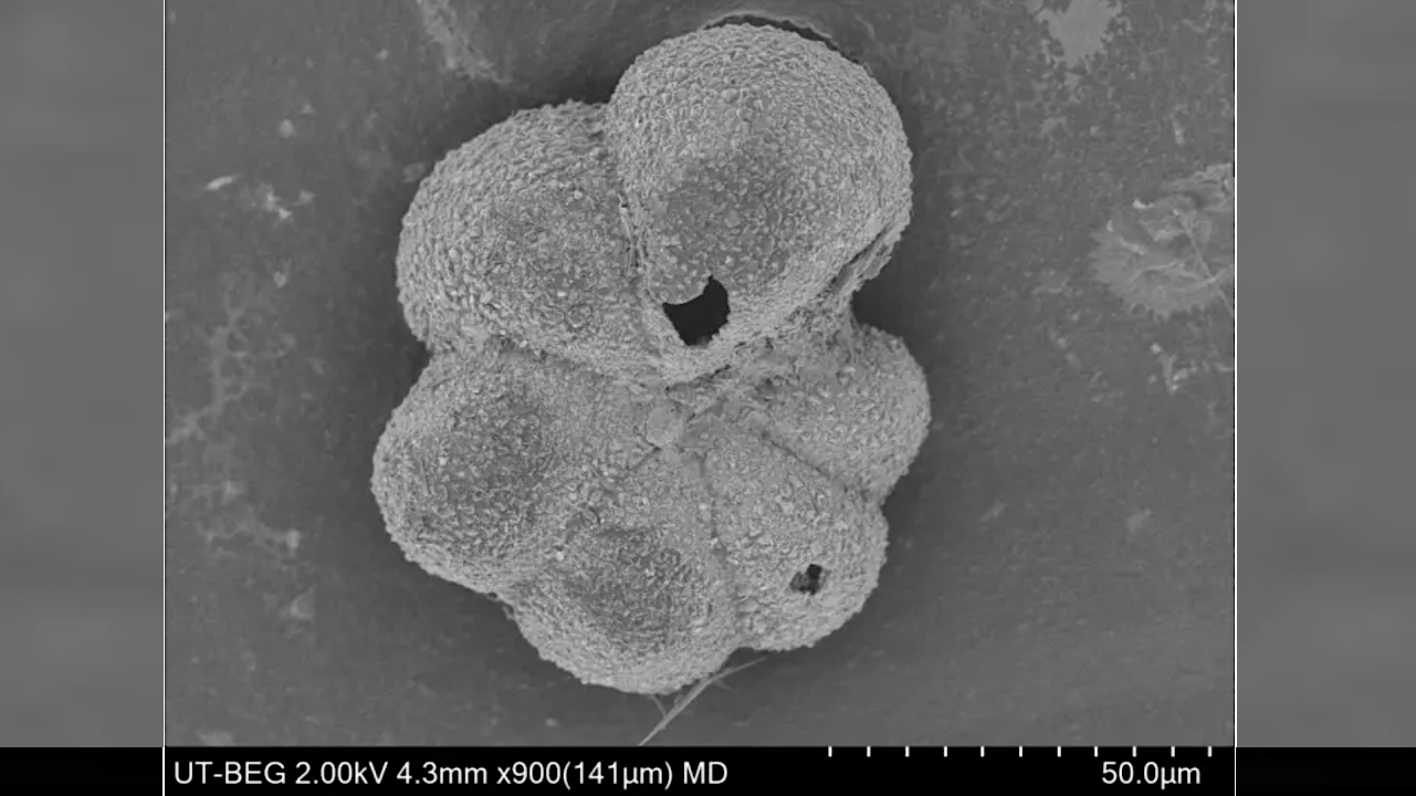 Evidence Of ‘lightning-fast’ Evolution Found After Dinosaur-killing Asteroid Impact