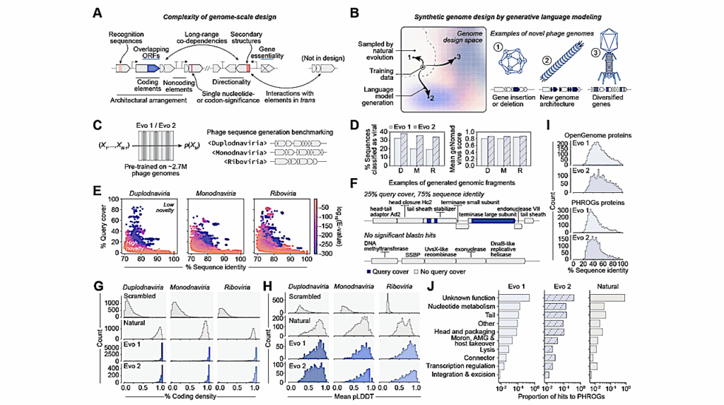Generative Design Of Novel Bacteriophages With Genome Language Models