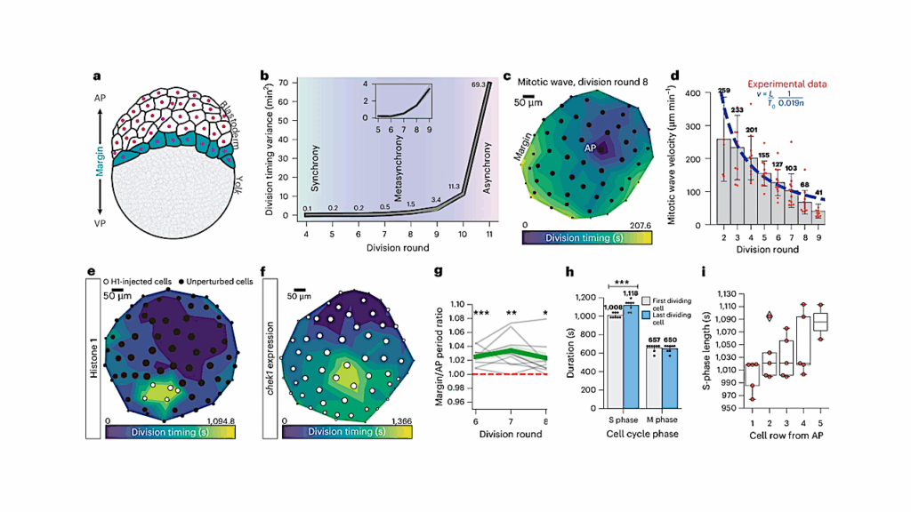 Geometry Shapes Life