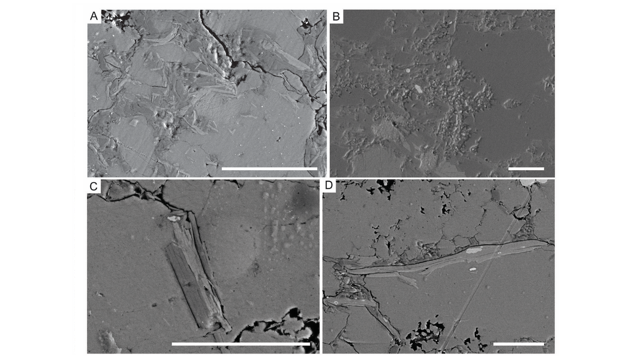 How Did These Strange, Ancient Earth Life Forms Turn Into Such Remarkable Fossils?