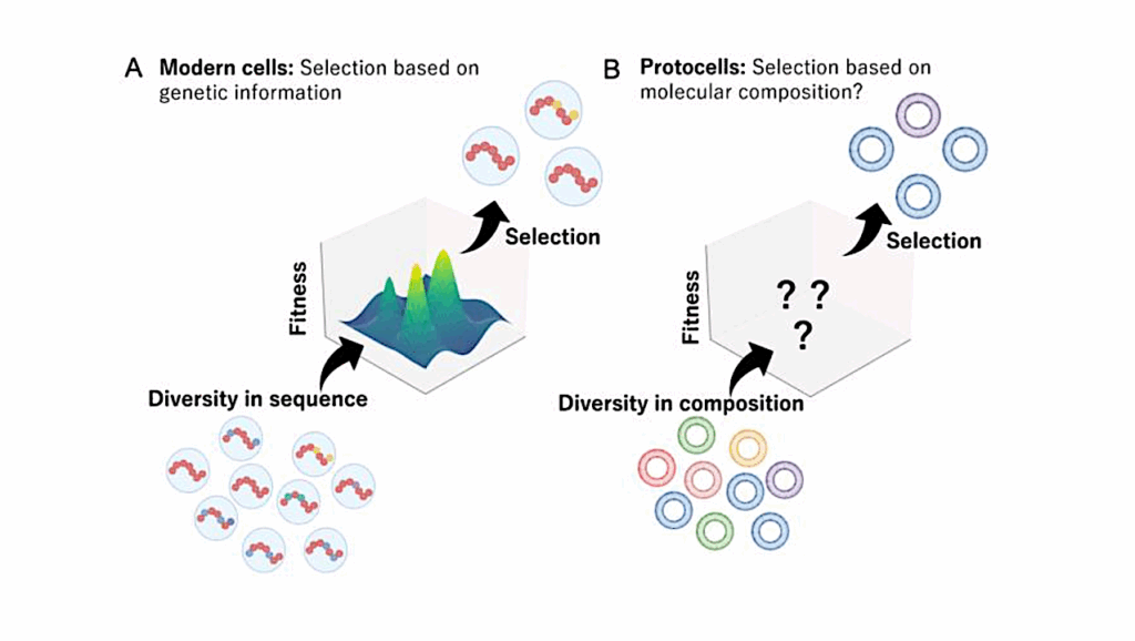 How Early Cell Membranes May Have Shaped The Origins Of Life