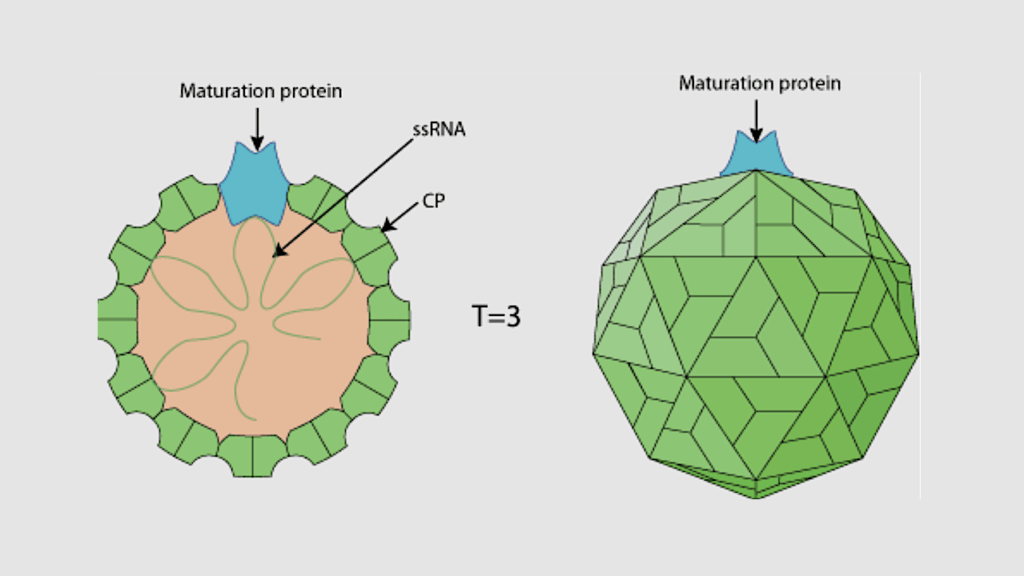 Regolith as a Refuge: Differential Survival of Bacteriophage Qβ in Mars-Analog Environments