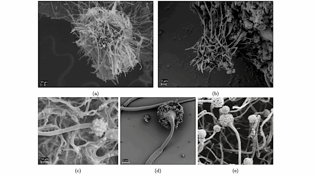 Self-assembled Versus Biological Pattern Formation In Geology