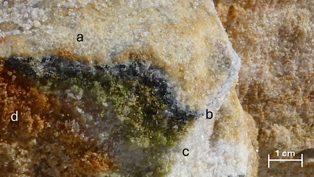 Setting A Polyphasic Approach To Study Antarctic Cryptoendolithic Communities As A Toolkit For Astrobiology