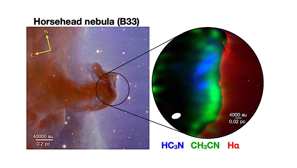 Spatial Distribution Of Organics In The Horsehead Nebula: Signposts Of Chemistry Driven By Atomic Carbon
