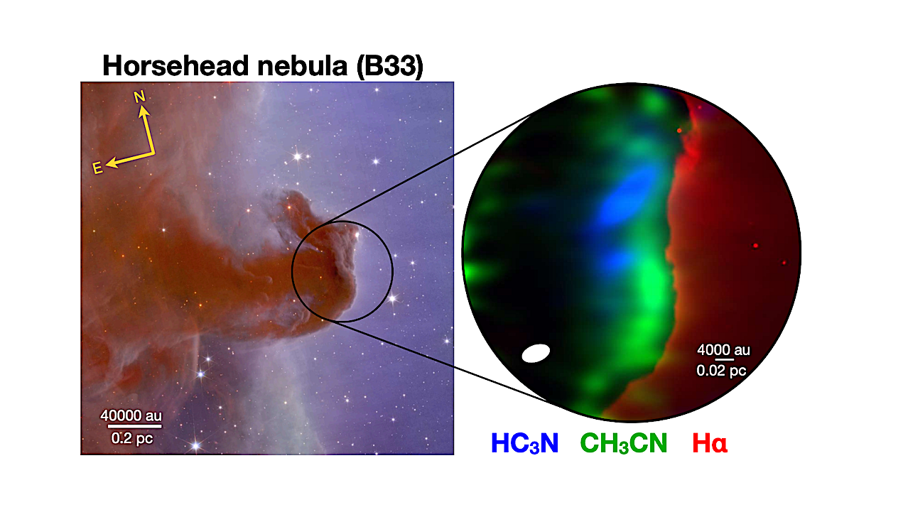 Spatial Distribution Of Organics In The Horsehead Nebula: Signposts Of Chemistry Driven By Atomic Carbon
