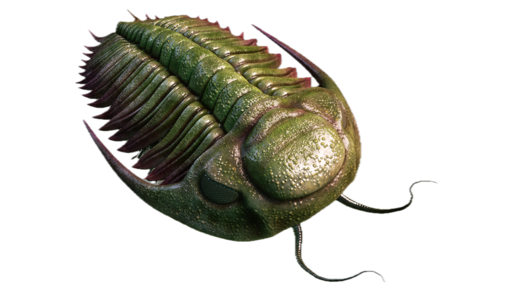 Biosignatures: Detection Of A Biopolymer In 500 Million Year Old Trilobite Fossils