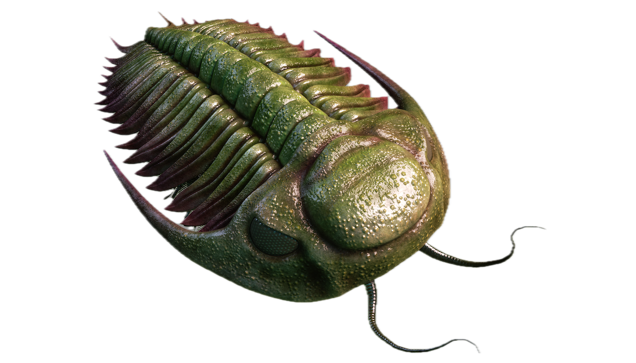 Biosignatures: Detection Of A Biopolymer In 500 Million Year Old Trilobite Fossils