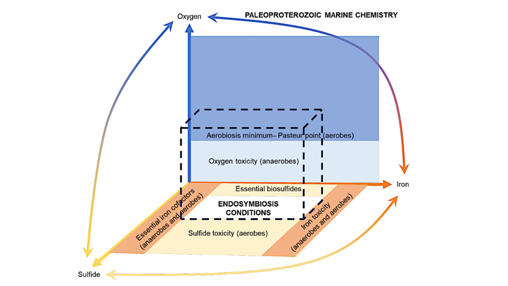 Did Iron Suppress Eukaryote Emergence and Early Radiation?