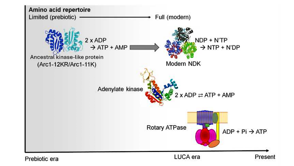 Emergence Of A Potentially Ancestral ATP-synthesizing Activity Under Prebiotic Amino Acid Constraints