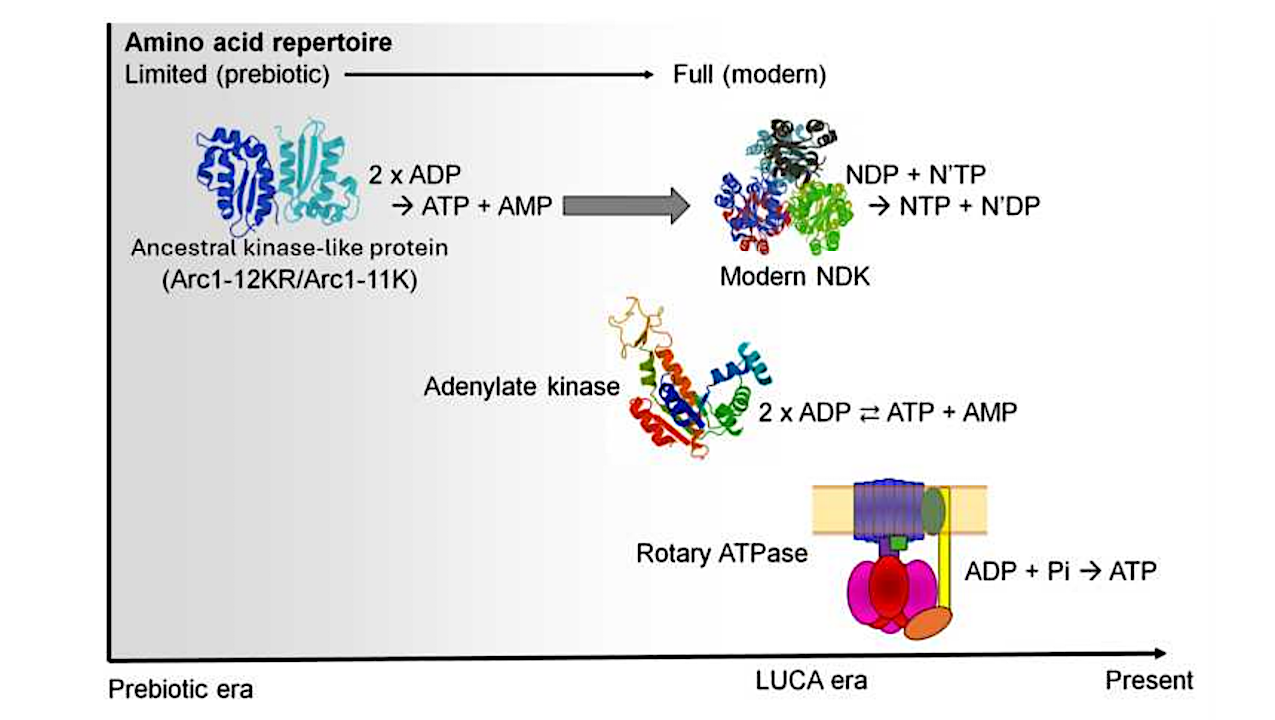 Emergence Of A Potentially Ancestral ATP-synthesizing Activity Under Prebiotic Amino Acid Constraints