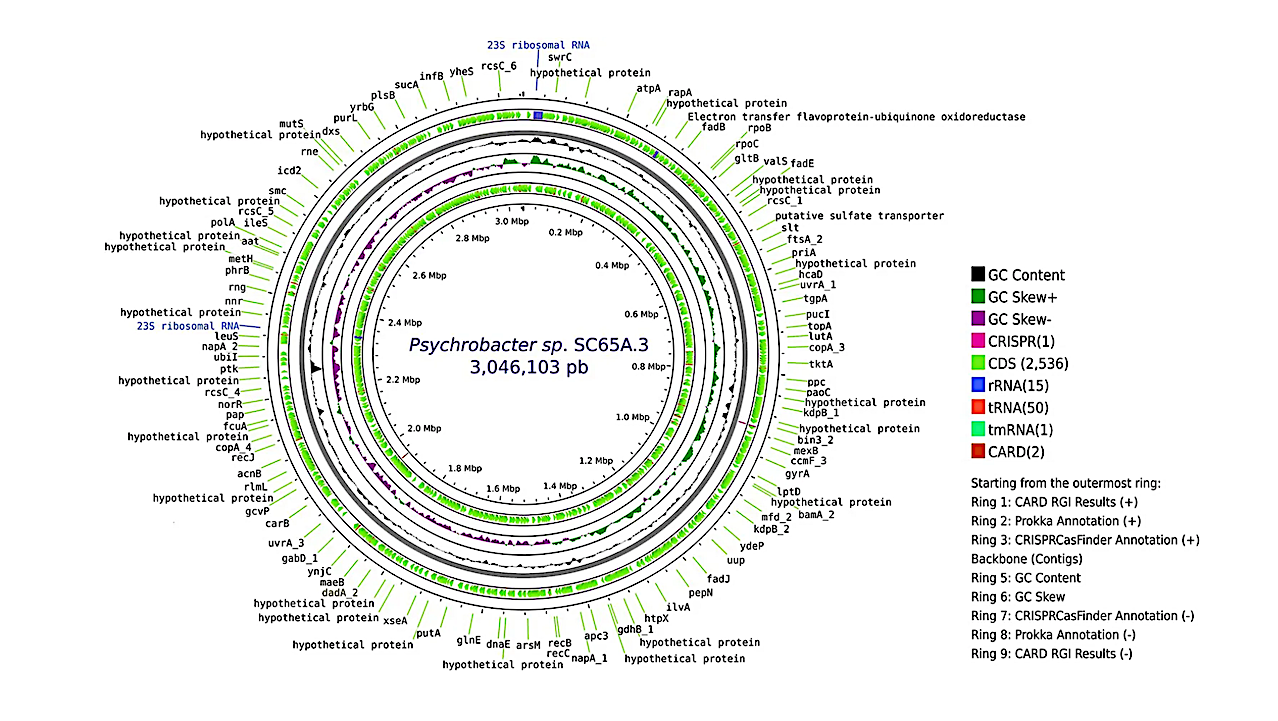 First Genome Sequence And Functional Profiling Of Psychrobacter SC65A.3 Preserved In 5,000-year-old Cave Ice