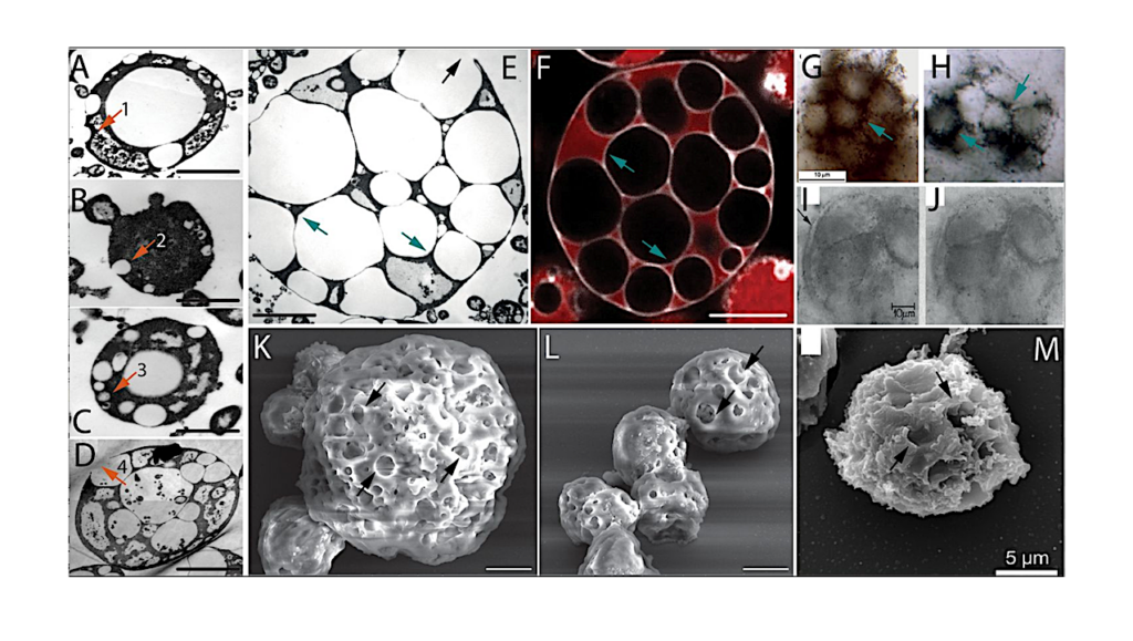 On The Nature Of The Earliest Known Lifeforms