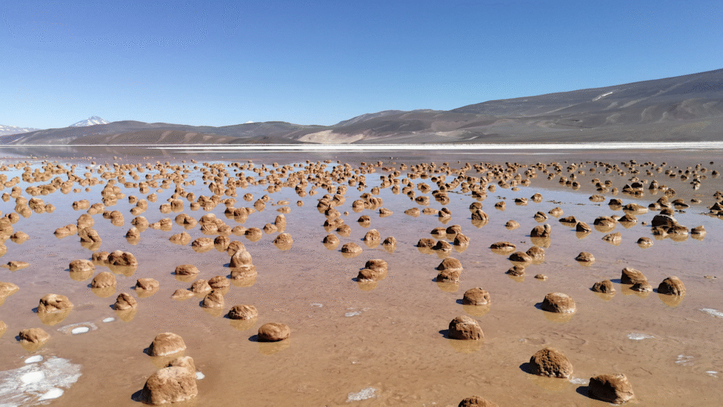 The Genesis Project On The Origin Of Life Becomes A National Centre Of Competence In Research