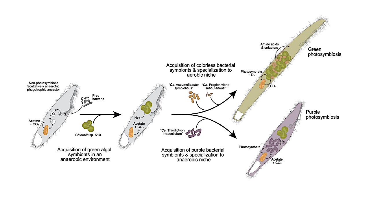 The Phylogenetic Context For The Origin Of A Unique Purple-green Photosymbiosis