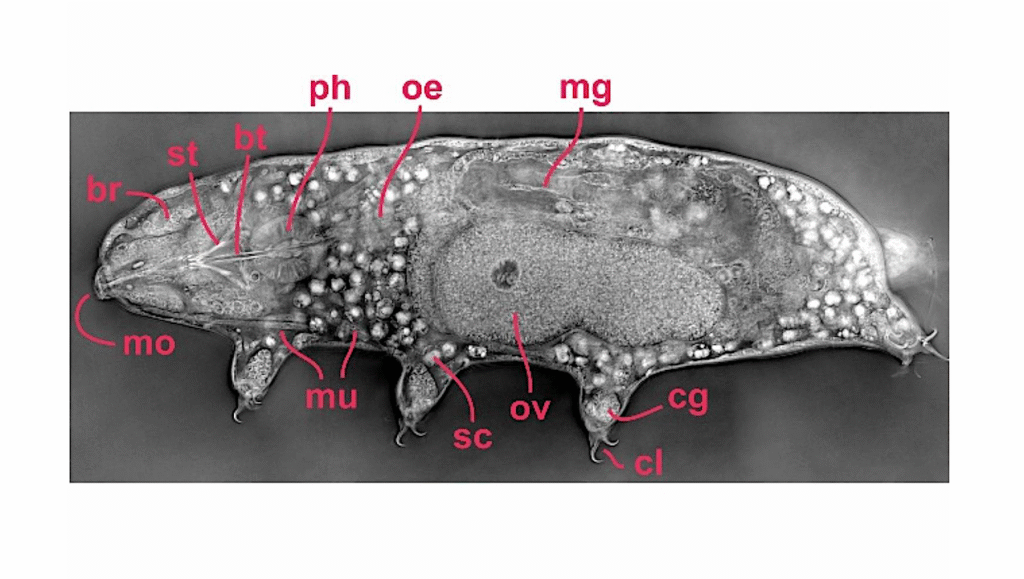 Tricorder Tech: A Non-Invasive, Label-Free Method for Examining Tardigrade Anatomy Using Holotomography