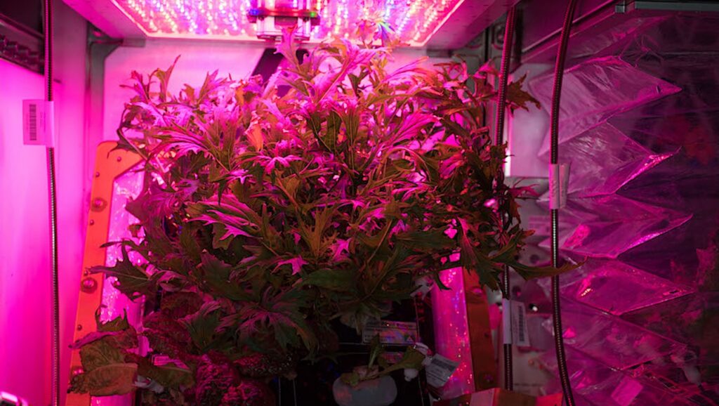 NASA Spaceline Current Awareness List #1,191  13 March 2026 (Space Life Science Research Results)