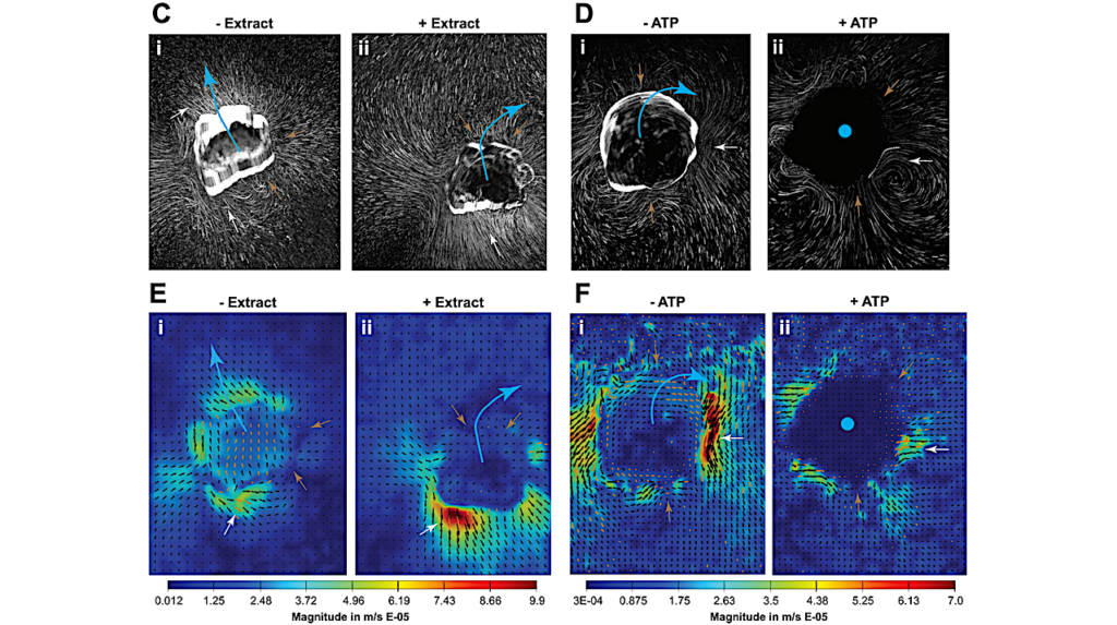 Behavioral, Physiological, and Transcriptional Mechanisms of Memory in a Synthetic Living Construct