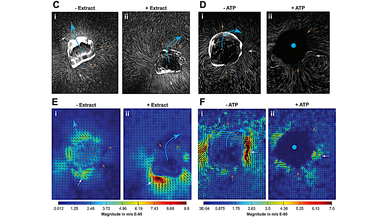 Behavioral, Physiological, and Transcriptional Mechanisms of Memory in a Synthetic Living Construct