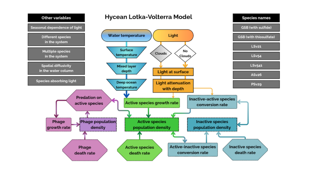 Ecological Modelling Of Hycean Worlds