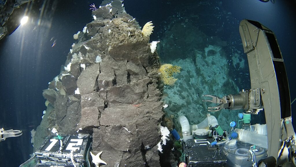 Japan’s Deep Ocean Reveals Dozens of New Species from Landmark 2025 Nippon Foundation–Nekton Ocean Census – JAMSTEC Expedition
