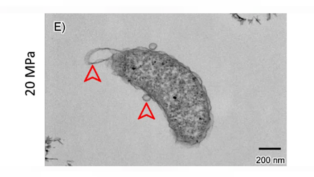 Microbes From Ambient-pressure Analogues Offer Insights Into Possible Life In Europa’s High-pressure Subsurface Ocean