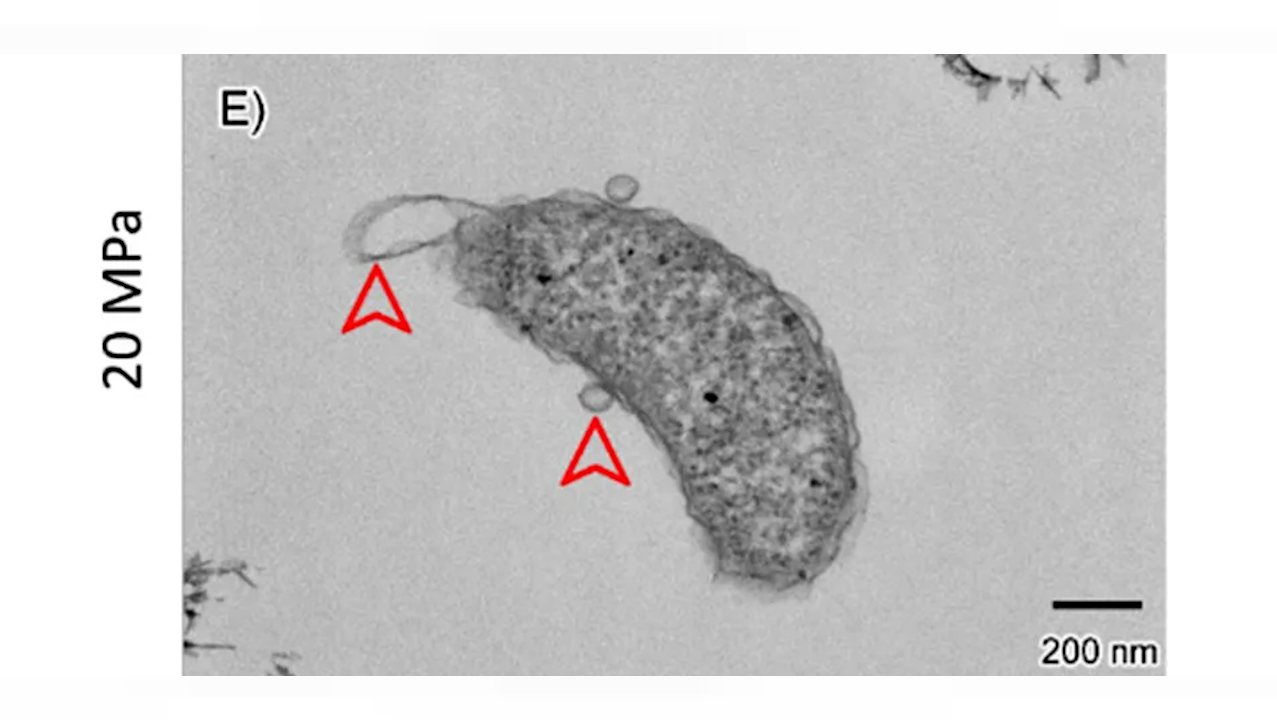 Microbes From Ambient-pressure Analogues Offer Insights Into Possible Life In Europa’s High-pressure Subsurface Ocean