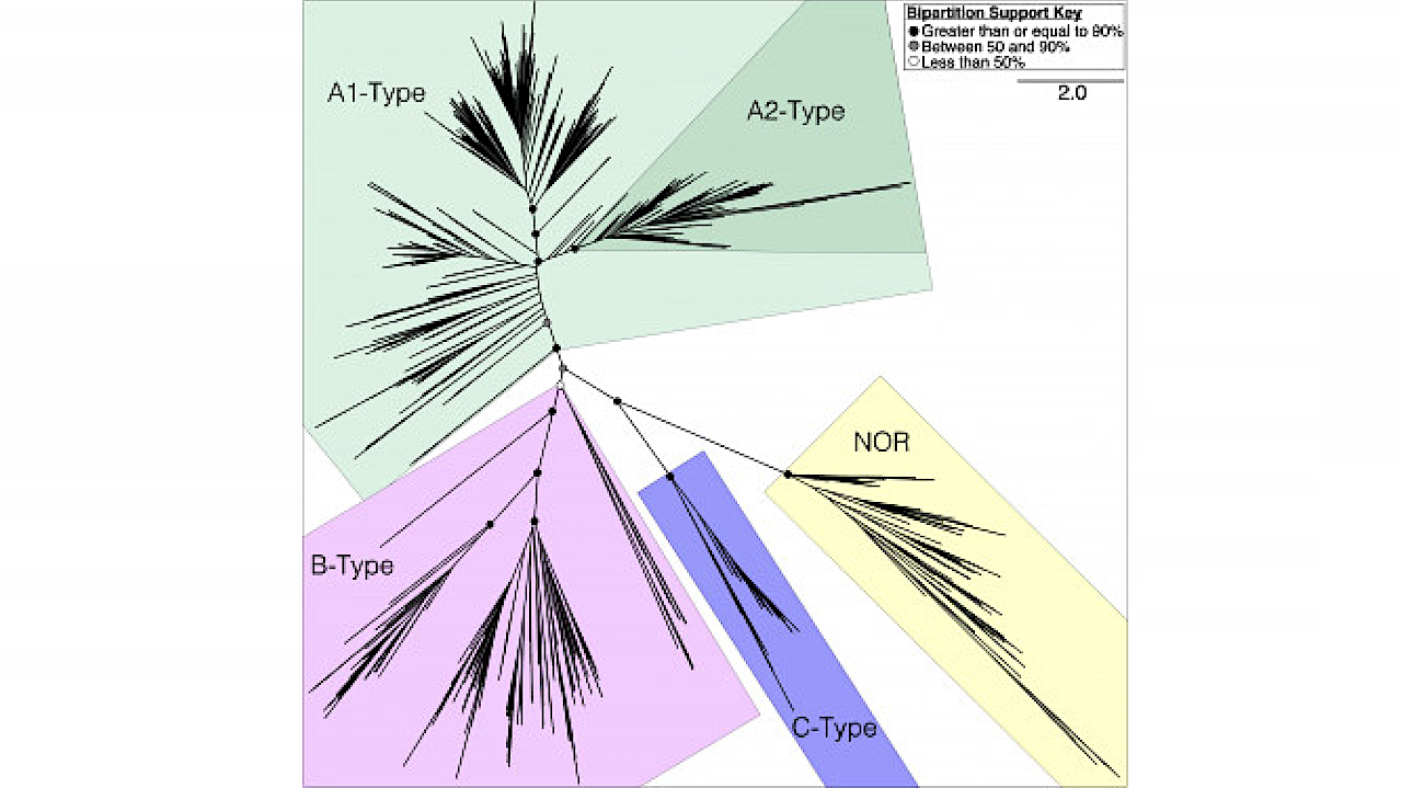 Molecular Clock Evidence For An Archean Diversification Of Heme-copper Oxygen Reductase Enzymes
