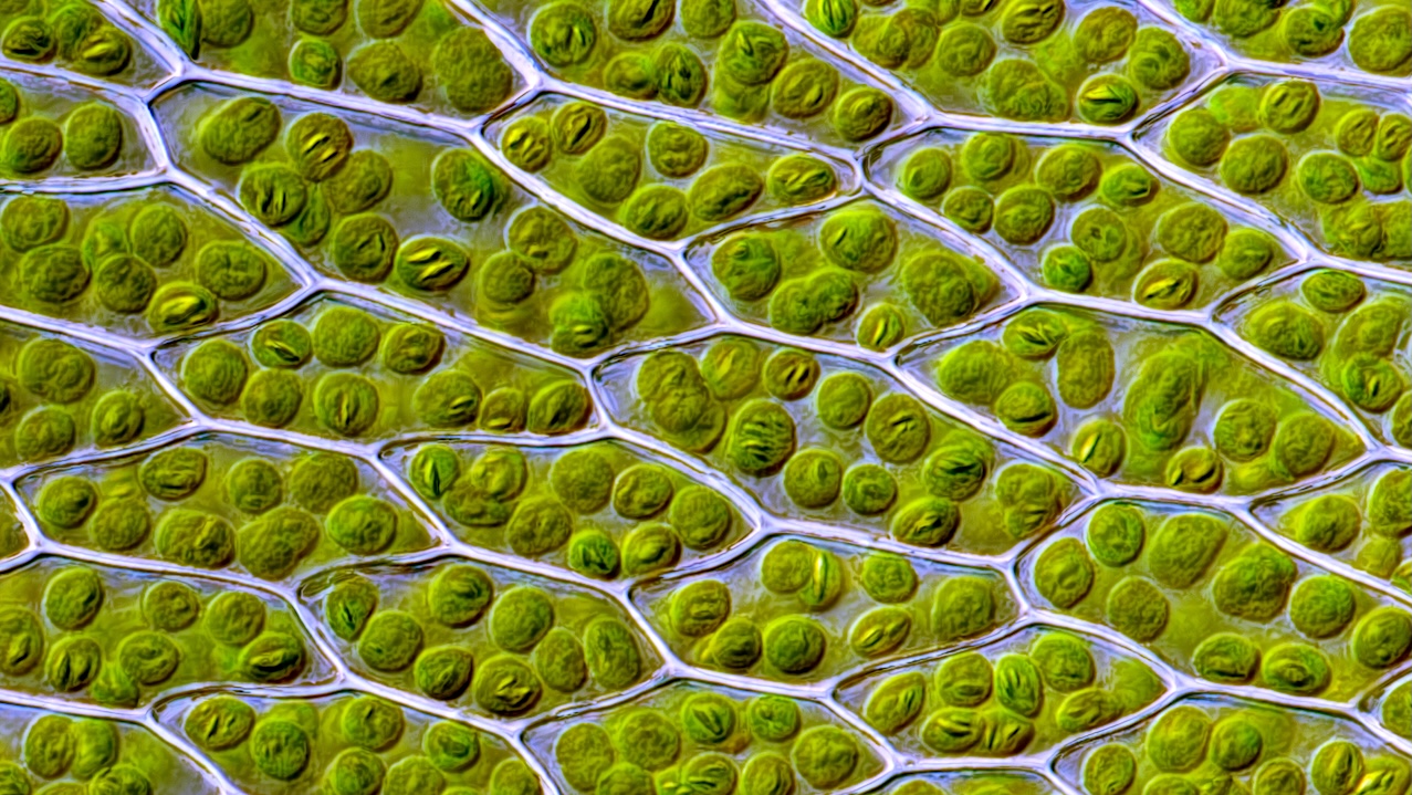 How Proteins Crucial To Photosynthesis On Earth Are Arranged