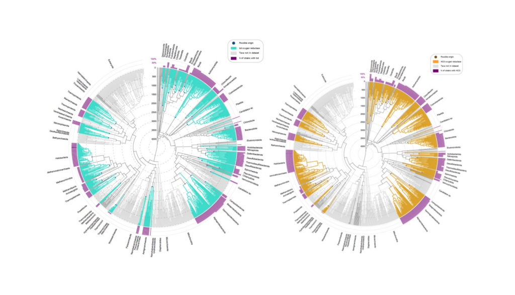 Oxygen Reductase Origin Followed The Great Oxidation Event And Terminated The Lomagundi Excursion