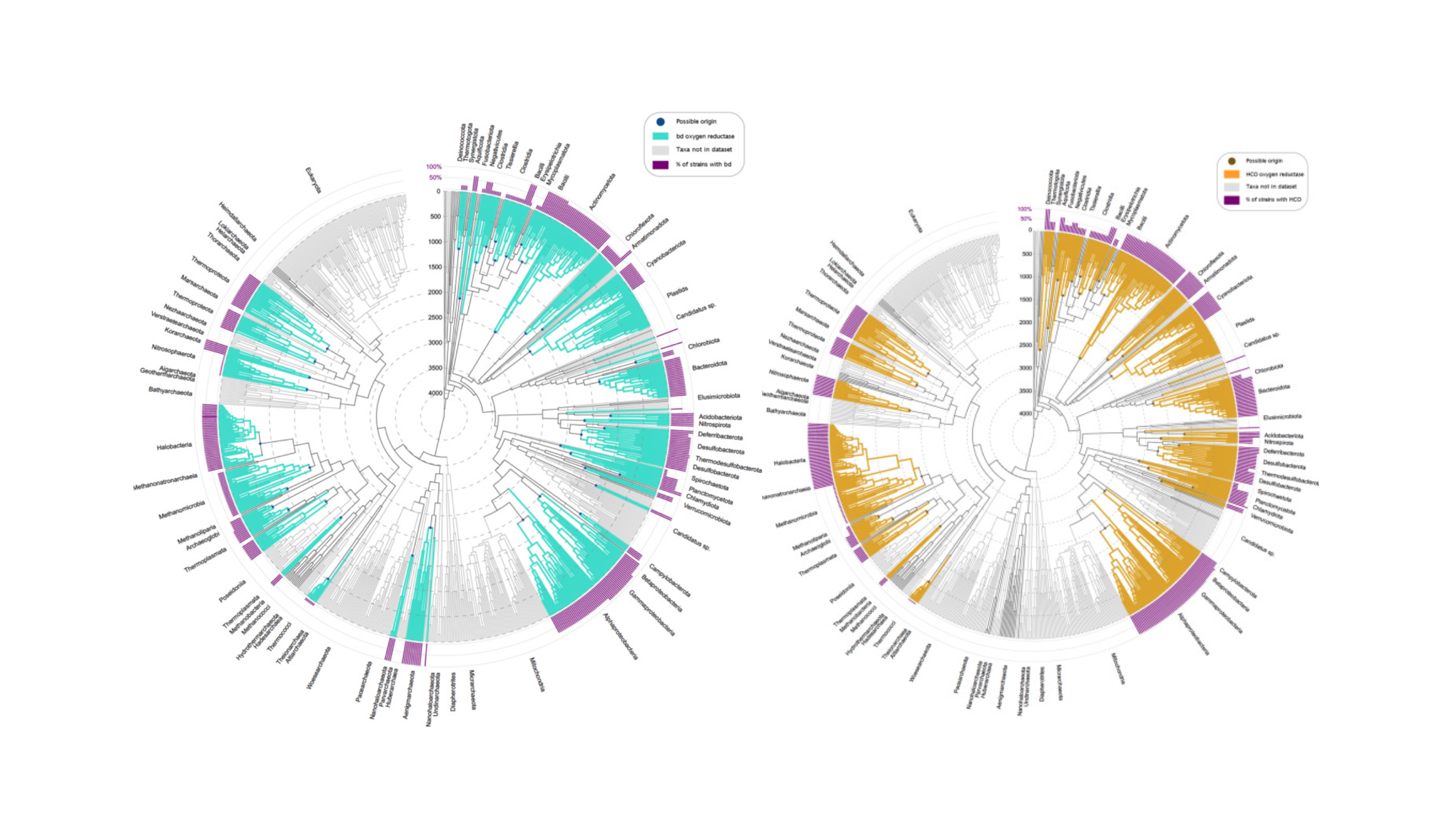 Oxygen Reductase Origin Followed The Great Oxidation Event And Terminated The Lomagundi Excursion