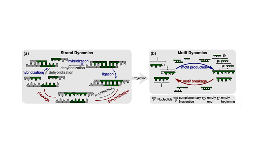 Sequence Motif Dynamics In RNA Pools