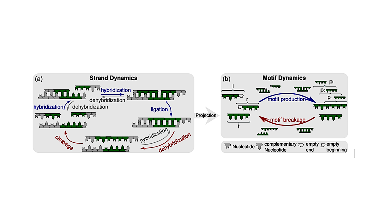 Sequence Motif Dynamics In RNA Pools