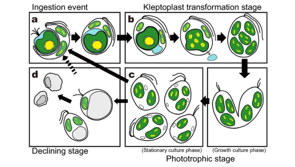 Stolen Chloroplasts Maintained By Host-made Proteins Offer Clues To Plant Cell Origins