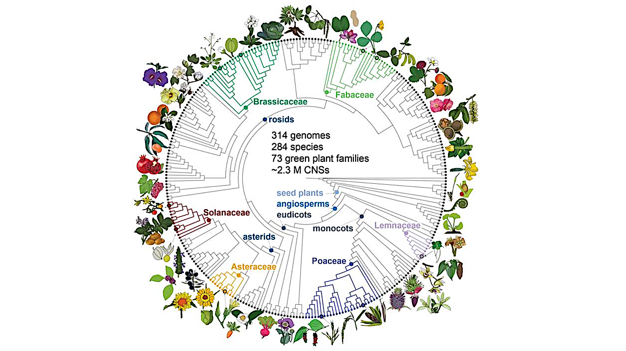 Uncovering Ancient DNA Sequences That Control Gene Function Across Plant Evolution
